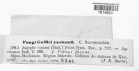 Inocybe rimosa image